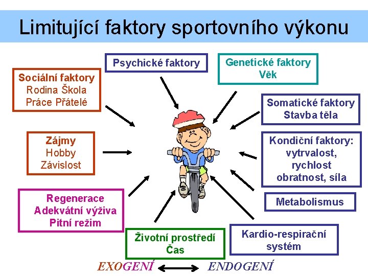 Limitující faktory sportovního výkonu Genetické faktory Věk Psychické faktory Sociální faktory Rodina Škola Práce