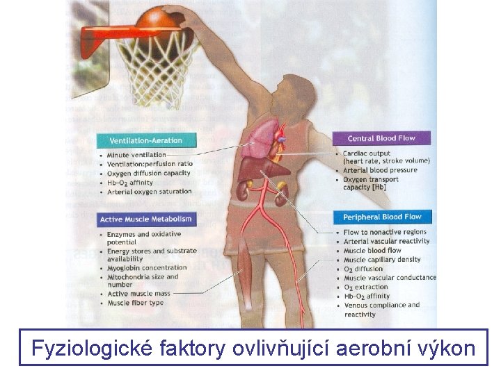 Fyziologické faktory ovlivňující aerobní výkon 