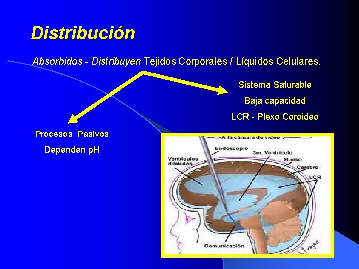 Distribución Absorbidos - Distribuyen Tejidos Corporales / Líquidos Celulares. Sistema Saturable Baja capacidad LCR