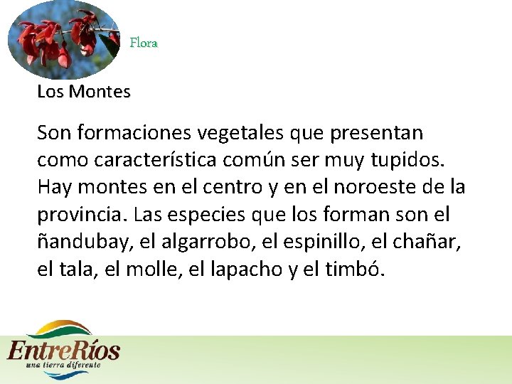 Flora Los Montes Son formaciones vegetales que presentan como característica común ser muy tupidos.