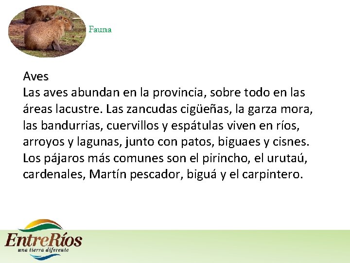 Fauna Aves Las aves abundan en la provincia, sobre todo en las áreas lacustre.