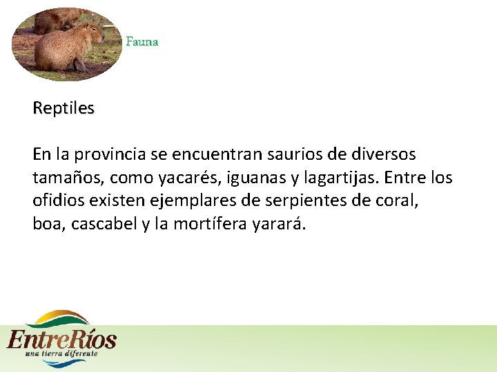 Fauna Reptiles En la provincia se encuentran saurios de diversos tamaños, como yacarés, iguanas