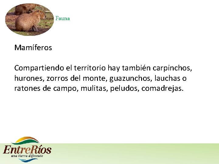 Fauna Mamíferos Compartiendo el territorio hay también carpinchos, hurones, zorros del monte, guazunchos, lauchas