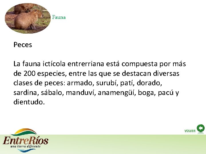 Fauna Peces La fauna ictícola entrerriana está compuesta por más de 200 especies, entre