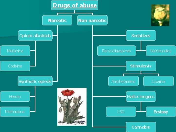 Drugs of abuse Narcotic Non narcotic Sedatives Opium alkoloids Morphine Benzodiazepines Codeine Synthetic opiods