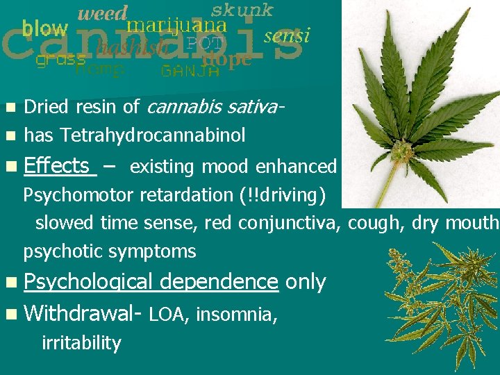 Dried resin of cannabis sativan has Tetrahydrocannabinol n n Effects – existing mood enhanced