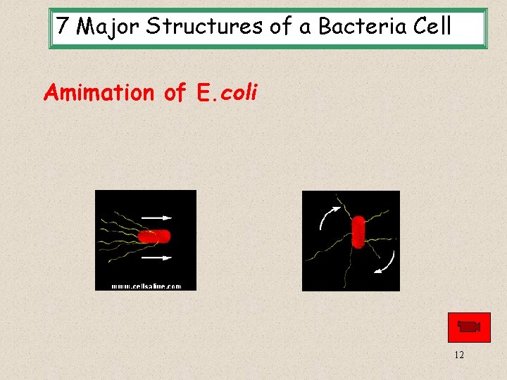 7 Major Structures of a Bacteria Cell Amimation of E. coli 12 
