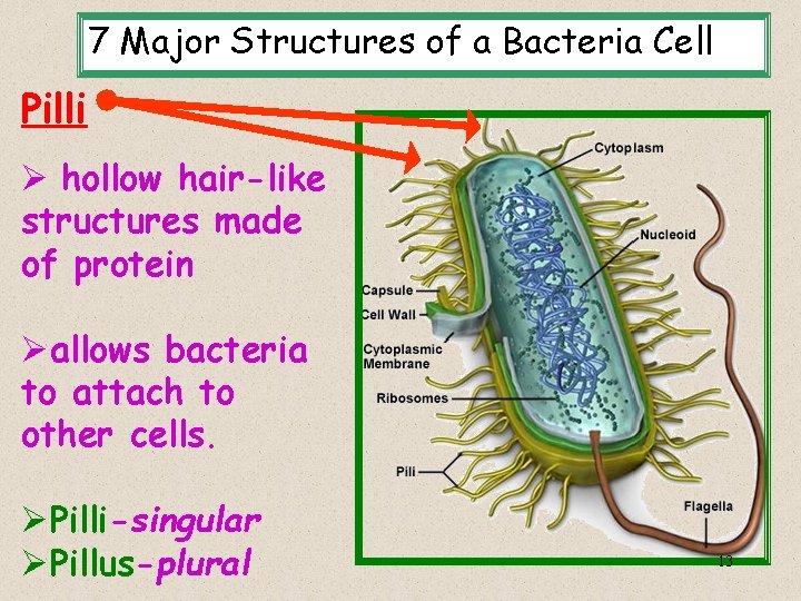 7 Major Structures of a Bacteria Cell Pilli Ø hollow hair-like structures made of