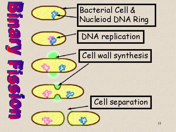Bacterial Cell & Nucleiod DNA Ring DNA replication Cell wall synthesis Cell separation 18