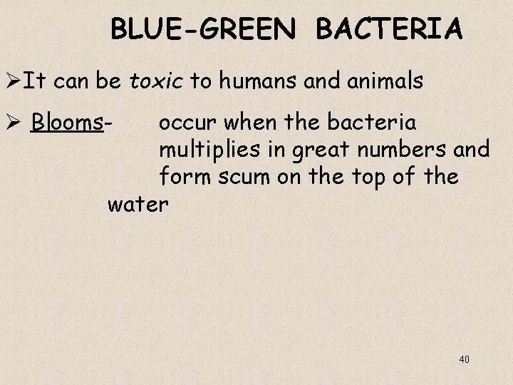 BLUE-GREEN BACTERIA ØIt can be toxic to humans and animals Ø Blooms- occur when