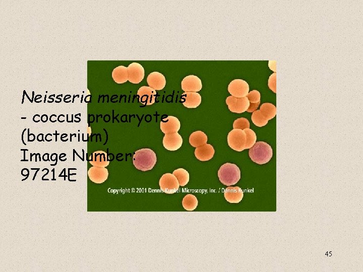  Neisseria meningitidis - coccus prokaryote (bacterium) Image Number: 97214 E 45 
