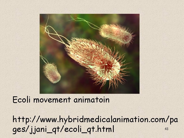 Ecoli movement animatoin http: //www. hybridmedicalanimation. com/pa 48 ges/jjani_qt/ecoli_qt. html 
