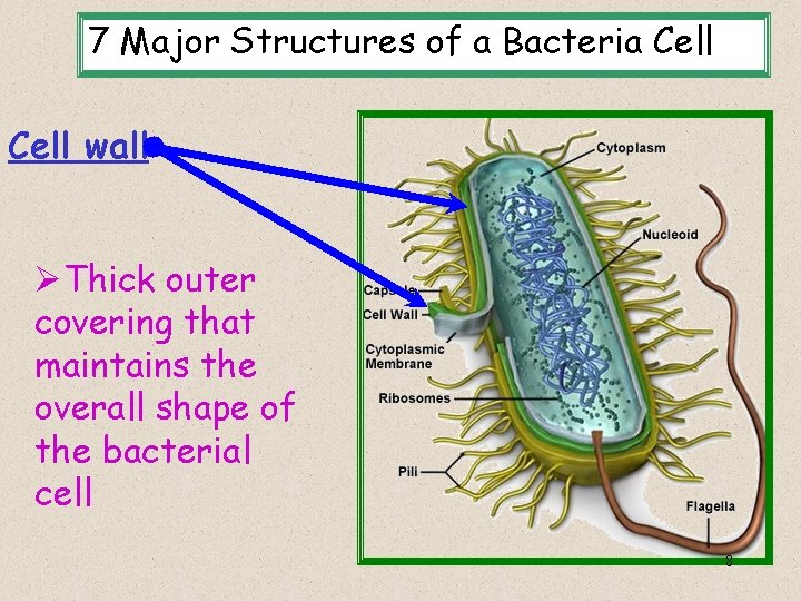 7 Major Structures of a Bacteria Cell wall ØThick outer covering that maintains the
