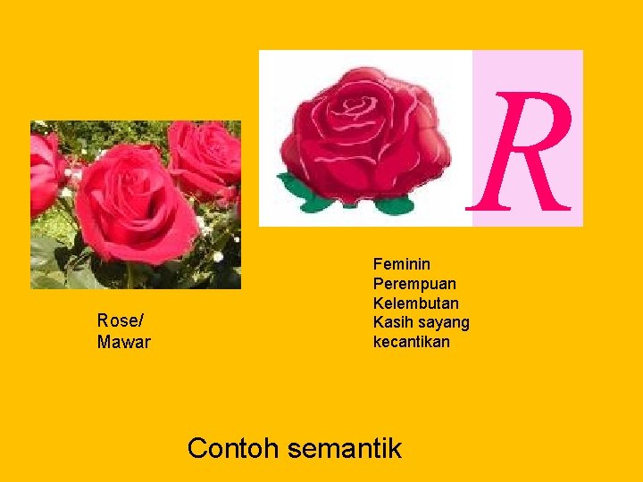 R Rose/ Mawar Feminin Perempuan Kelembutan Kasih sayang kecantikan Contoh semantik 