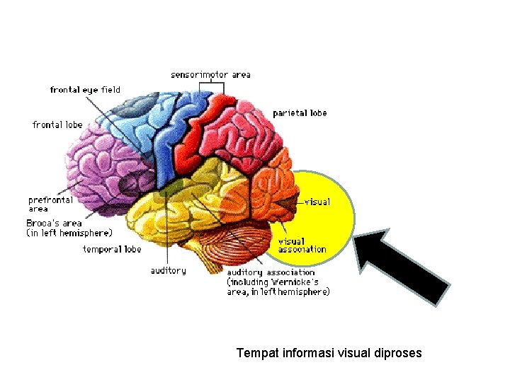 Tempat informasi visual diproses 