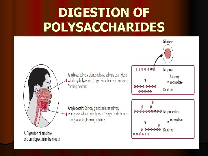 DIGESTION OF POLYSACCHARIDES 