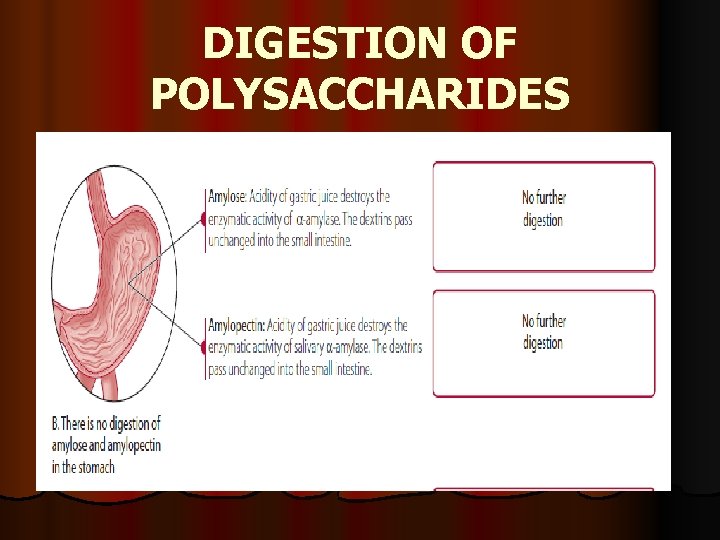 DIGESTION OF POLYSACCHARIDES 