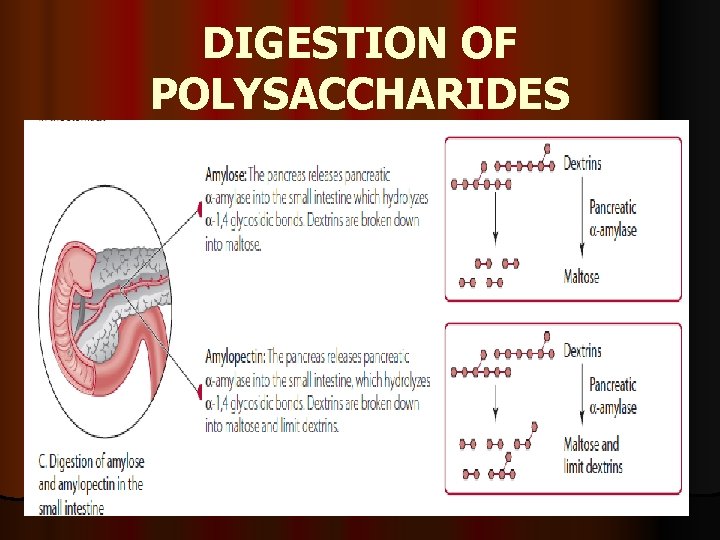 DIGESTION OF POLYSACCHARIDES 