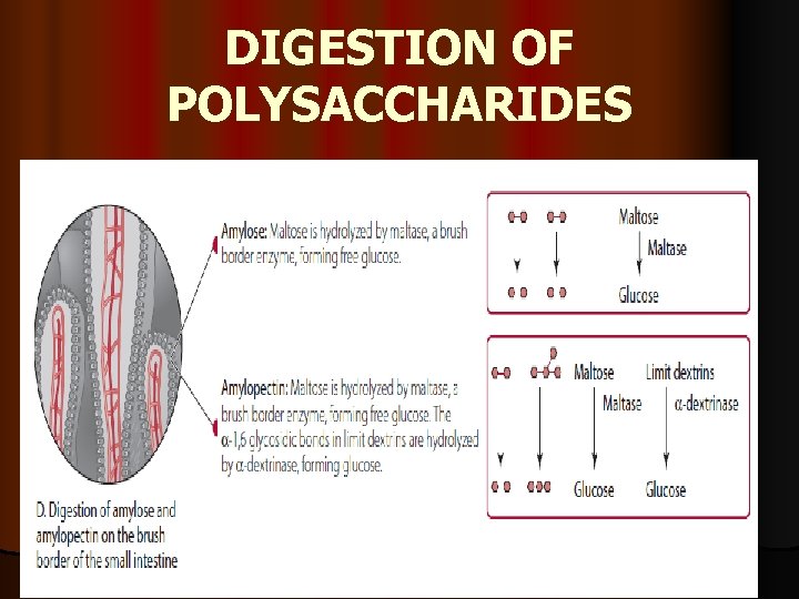 DIGESTION OF POLYSACCHARIDES 