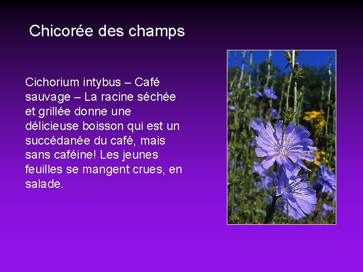 Chicorée des champs Cichorium intybus – Café sauvage – La racine séchée et grillée