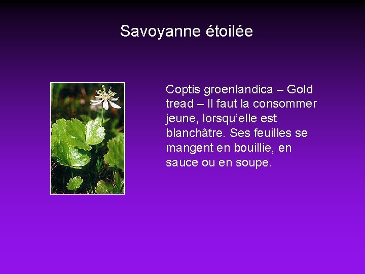 Savoyanne étoilée Coptis groenlandica – Gold tread – Il faut la consommer jeune, lorsqu’elle