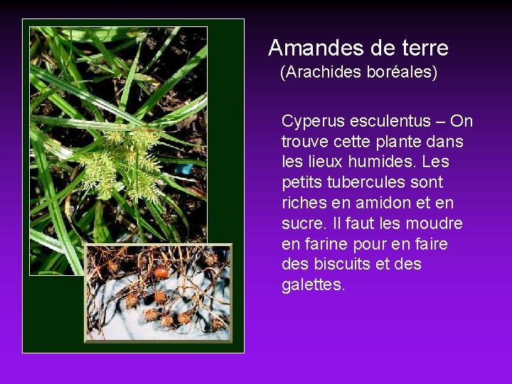 Amandes de terre (Arachides boréales) Cyperus esculentus – On trouve cette plante dans les