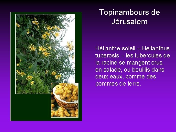 Topinambours de Jérusalem Hélianthe-soleil – Helianthus tuberosis – les tubercules de la racine se