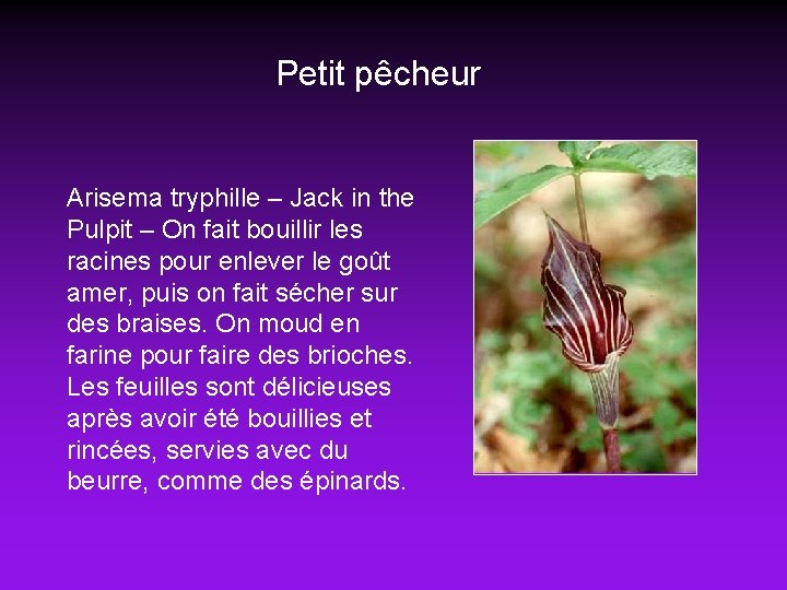 Petit pêcheur Arisema tryphille – Jack in the Pulpit – On fait bouillir les