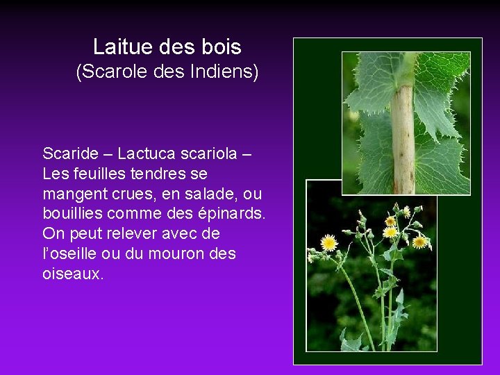 Laitue des bois (Scarole des Indiens) Scaride – Lactuca scariola – Les feuilles tendres