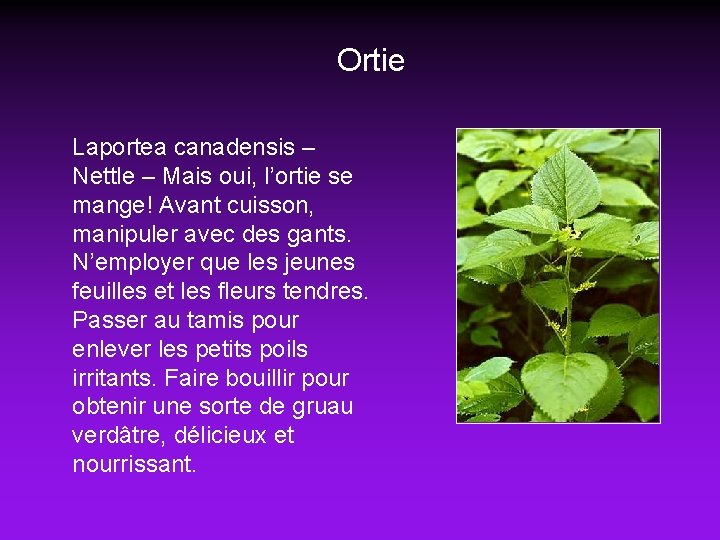 Ortie Laportea canadensis – Nettle – Mais oui, l’ortie se mange! Avant cuisson, manipuler