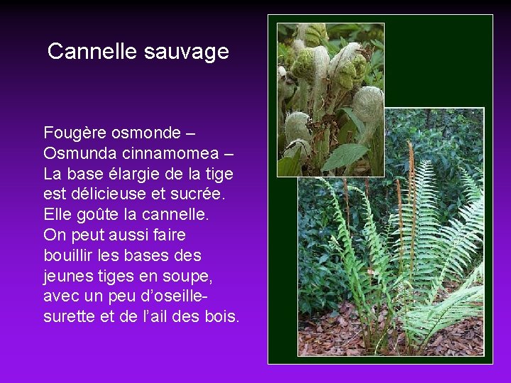 Cannelle sauvage Fougère osmonde – Osmunda cinnamomea – La base élargie de la tige