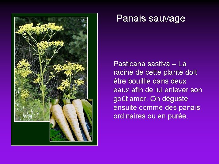 Panais sauvage Pasticana sastiva – La racine de cette plante doit être bouillie dans