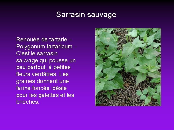 Sarrasin sauvage Renouée de tartarie – Polygonum tartaricum – C’est le sarrasin sauvage qui