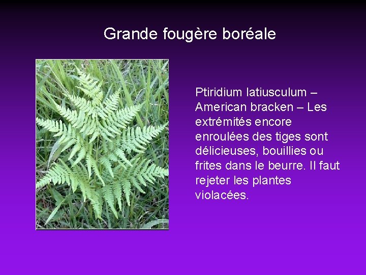 Grande fougère boréale Ptiridium latiusculum – American bracken – Les extrémités encore enroulées des