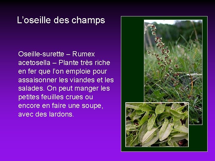 L’oseille des champs Oseille-surette – Rumex acetosella – Plante très riche en fer que