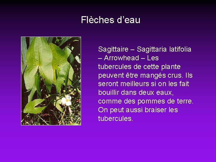 Flèches d’eau Sagittaire – Sagittaria latifolia – Arrowhead – Les tubercules de cette plante