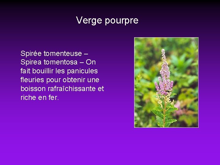 Verge pourpre Spirée tomenteuse – Spirea tomentosa – On fait bouillir les panicules fleuries