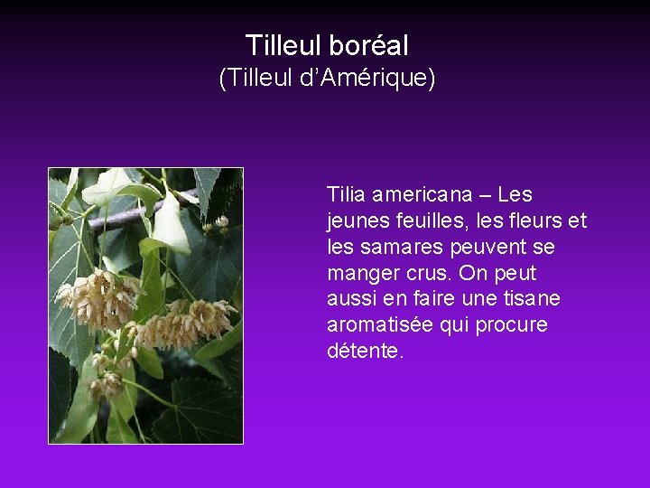 Tilleul boréal (Tilleul d’Amérique) Tilia americana – Les jeunes feuilles, les fleurs et les