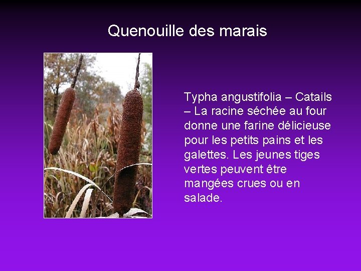 Quenouille des marais Typha angustifolia – Catails – La racine séchée au four donne