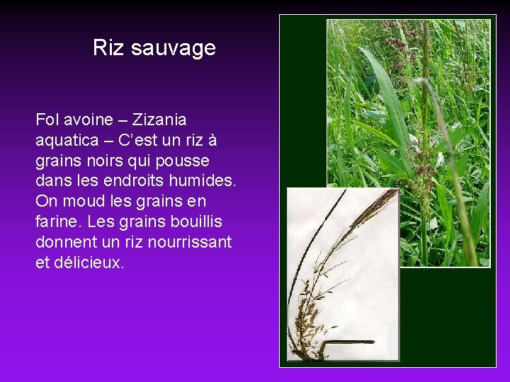 Riz sauvage Fol avoine – Zizania aquatica – C’est un riz à grains noirs