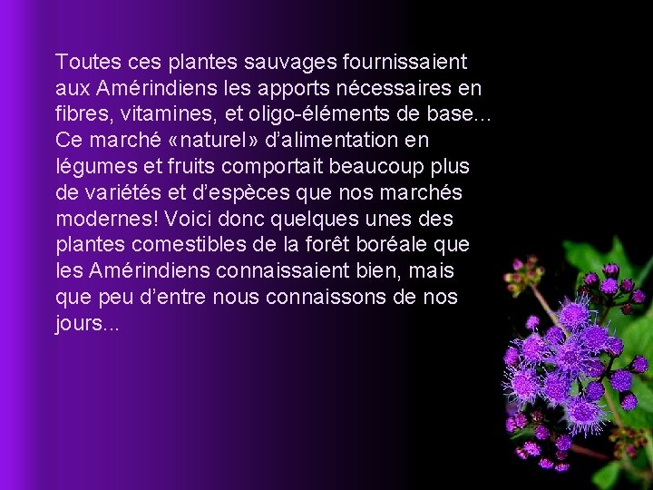 Toutes ces plantes sauvages fournissaient aux Amérindiens les apports nécessaires en fibres, vitamines, et