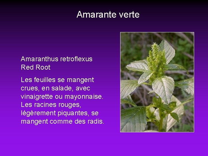 Amarante verte Amaranthus retroflexus Red Root Les feuilles se mangent crues, en salade, avec