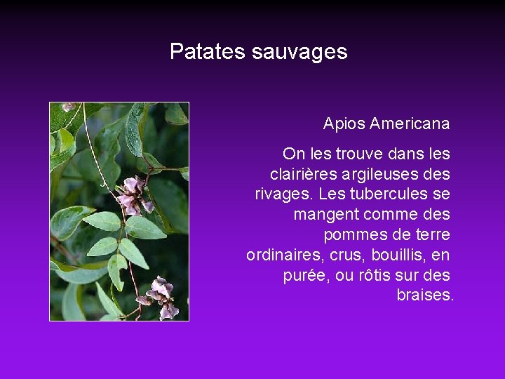 Patates sauvages Apios Americana On les trouve dans les clairières argileuses des rivages. Les