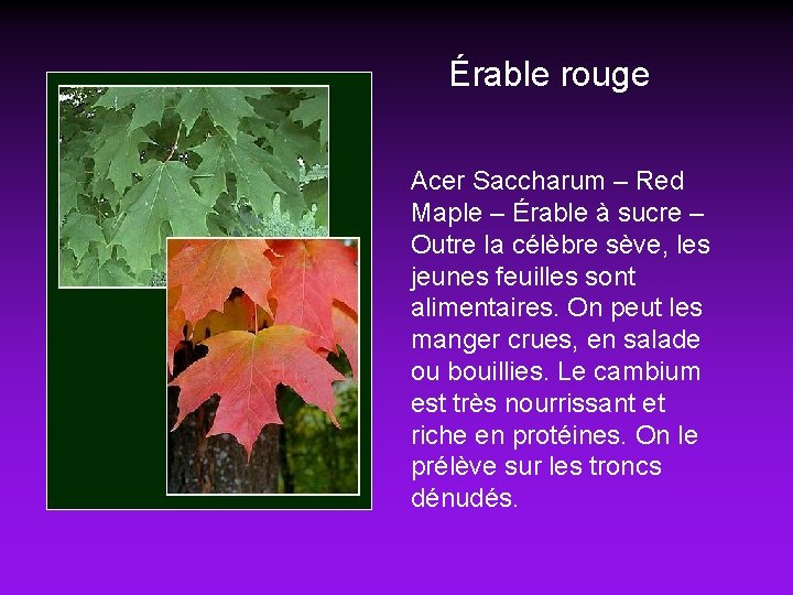 Érable rouge Acer Saccharum – Red Maple – Érable à sucre – Outre la