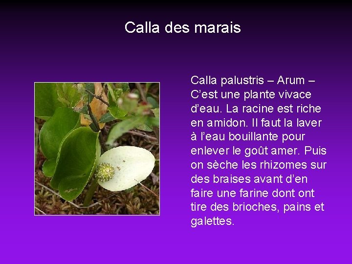 Calla des marais Calla palustris – Arum – C’est une plante vivace d’eau. La