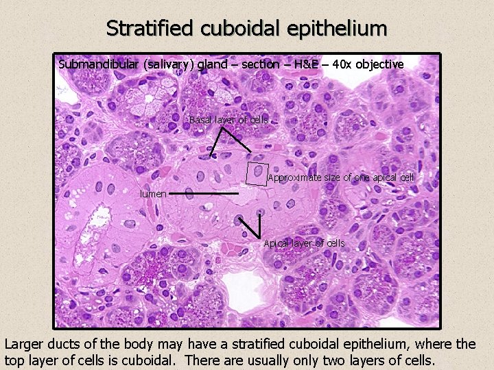 Stratified cuboidal epithelium Submandibular (salivary) gland – section – H&E – 40 x objective
