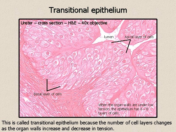 Transitional epithelium Ureter – cross section – H&E – 40 x objective lumen Apical