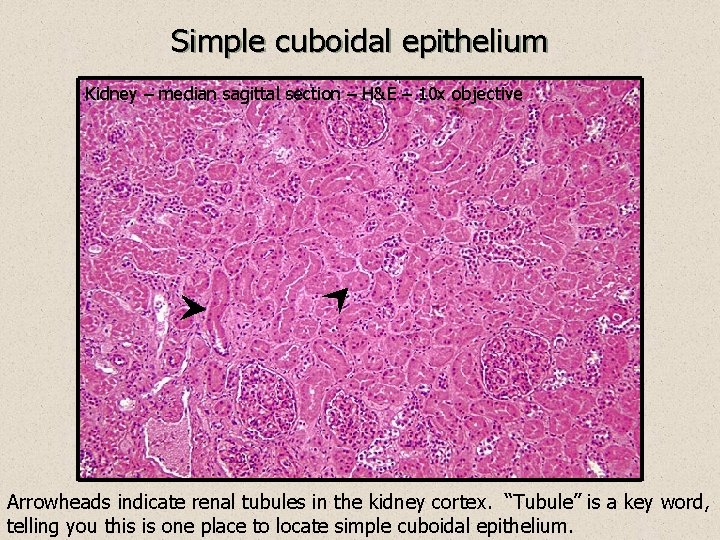 Simple cuboidal epithelium Kidney – median sagittal section – H&E – 10 x objective