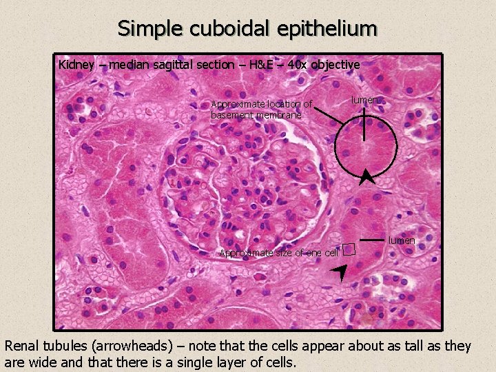 Simple cuboidal epithelium Kidney – median sagittal section – H&E – 40 x objective