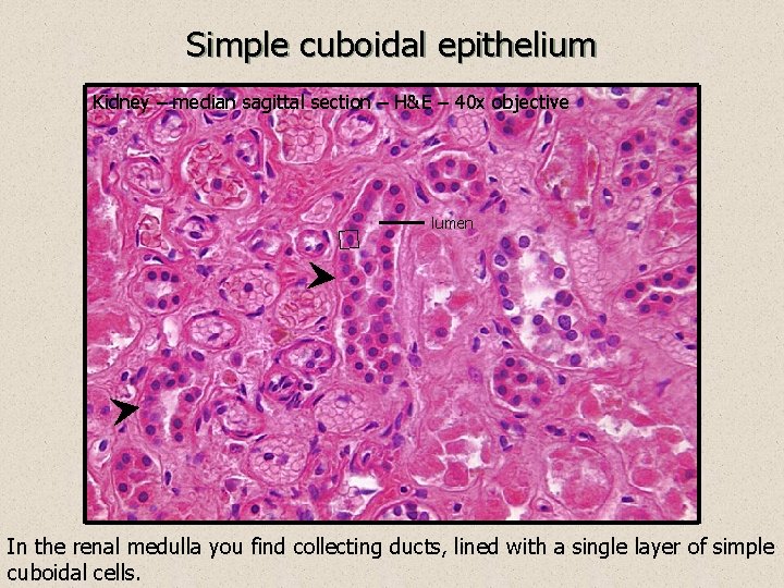 Simple cuboidal epithelium Kidney – median sagittal section – H&E – 40 x objective